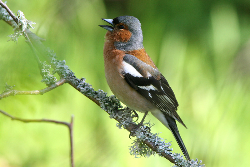 Peippo (Fringilla coelebs)