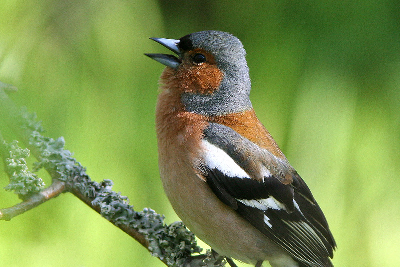 Peippo (Fringilla coelebs)
