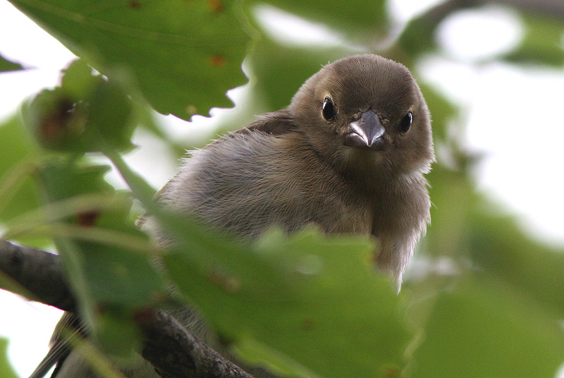 Peippo (Fringilla coelebs)