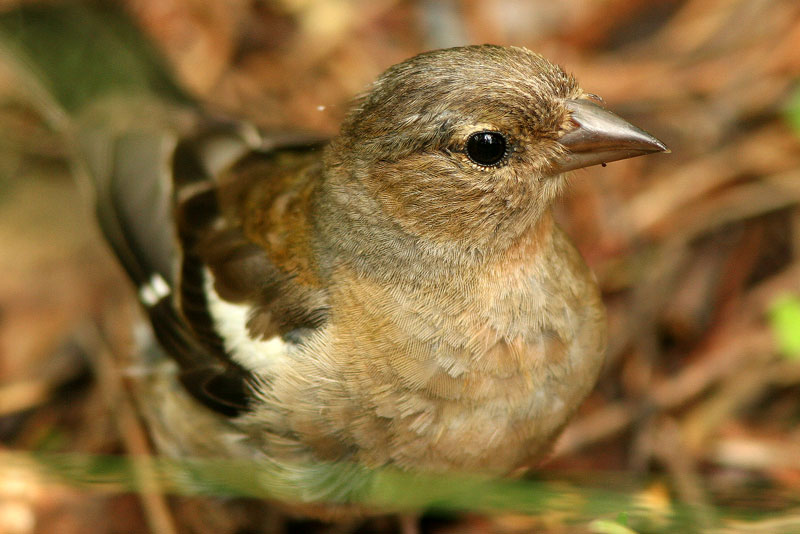 Peippo (Fringilla coelebs)