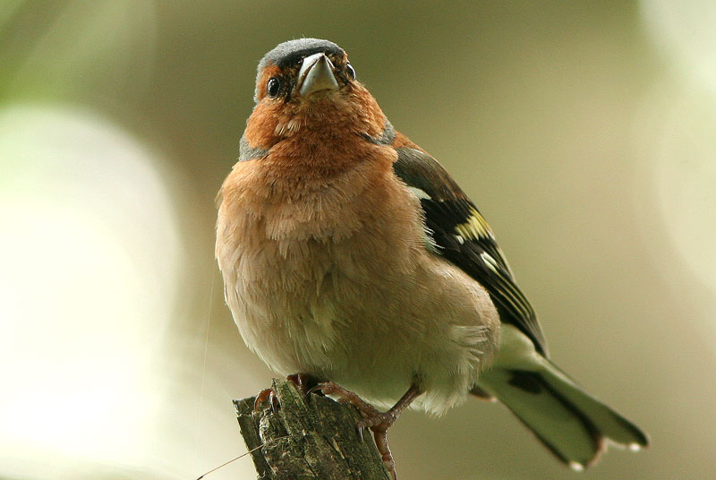 Peippo (Fringilla coelebs)