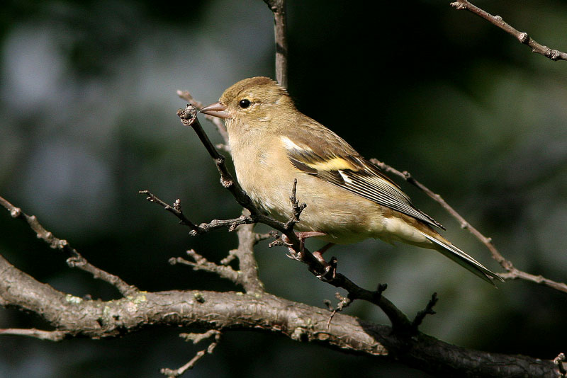 Peippo (Fringilla coelebs)
