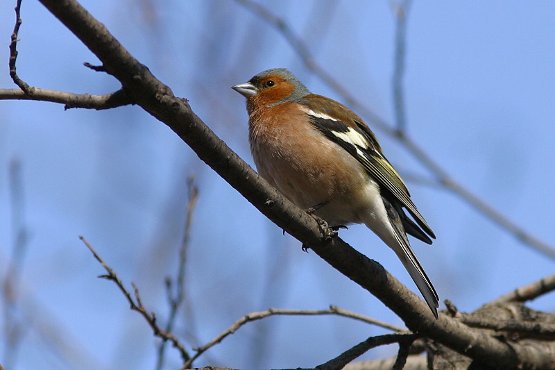 Peippo (Fringilla coelebs)