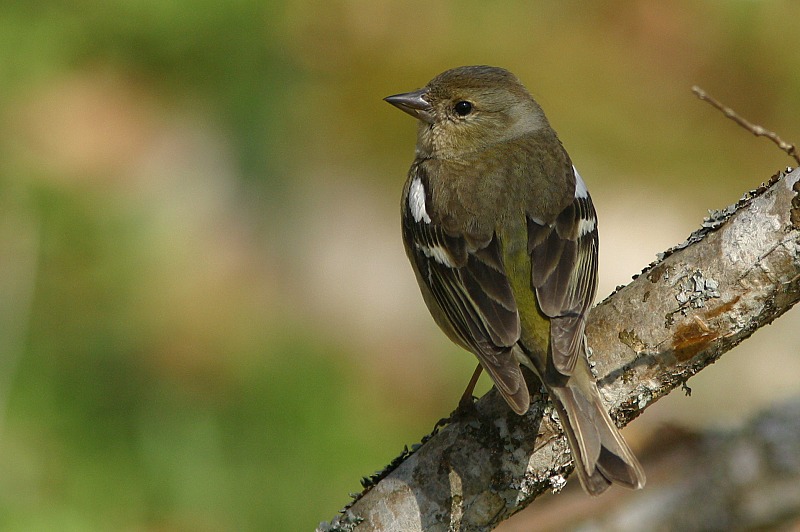 Peippo (Fringilla coelebs)