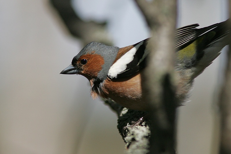 Peippo (Fringilla coelebs)