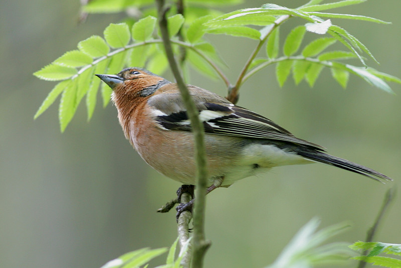 Peippo (Fringilla coelebs)