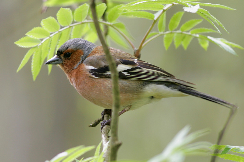 Peippo (Fringilla coelebs)
