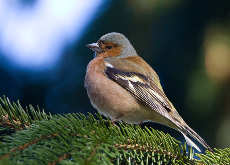 Peippo Chaffinch (Fringilla coelebs)