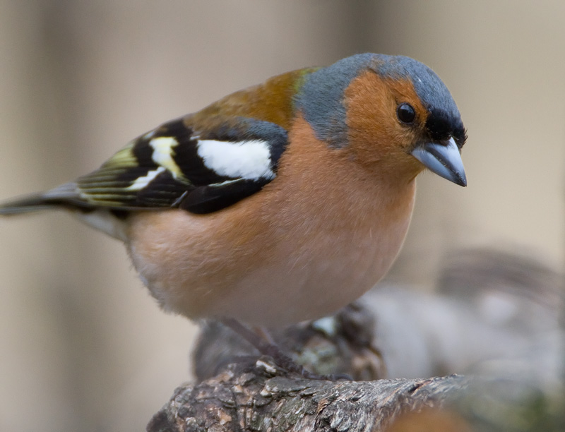 Peippo Chaffinch (Fringilla coelebs)