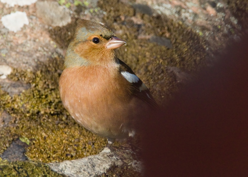 Peippo Chaffinch (Fringilla coelebs)