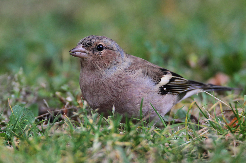 Peippo Chaffinch (Fringilla coelebs)
