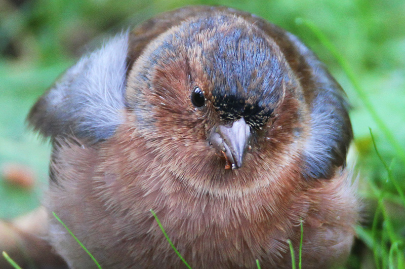 Peippo Chaffinch (Fringilla coelebs)