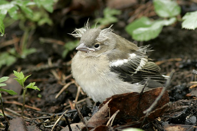 Peippo (Fringilla coelebs)