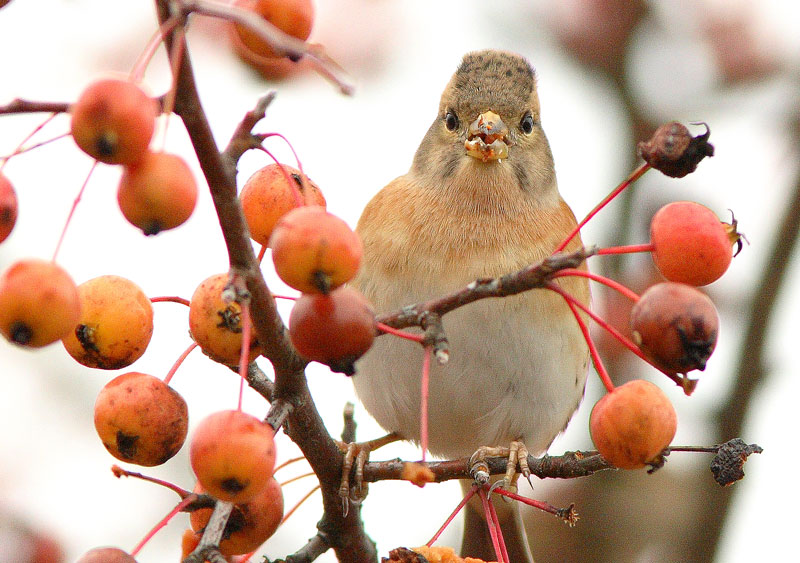 J�rripeippo Fringilla montifringilla