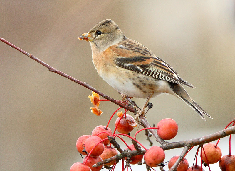 J�rripeippo Fringilla montifringilla