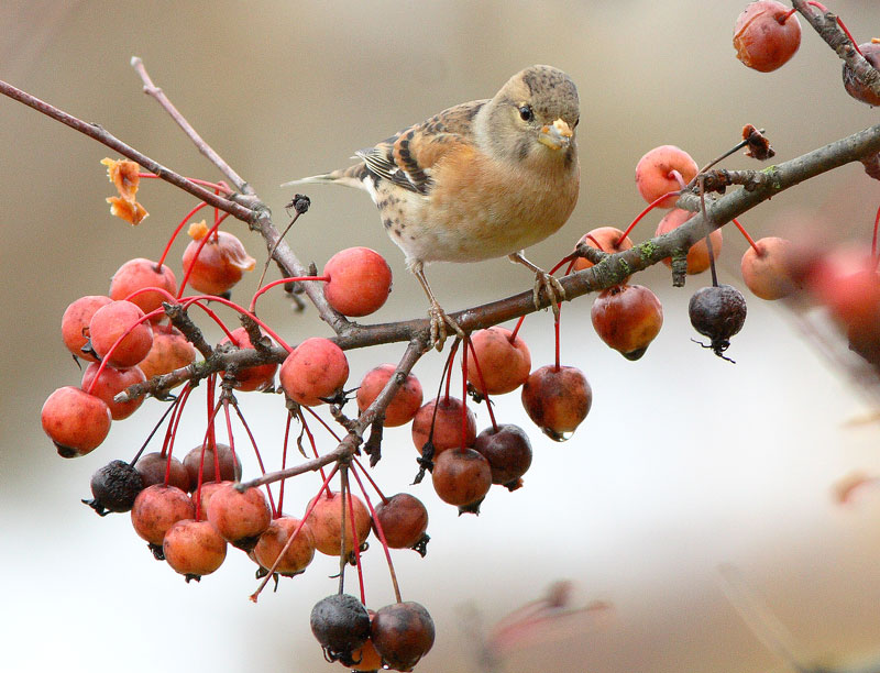 J�rripeippo Fringilla montifringilla