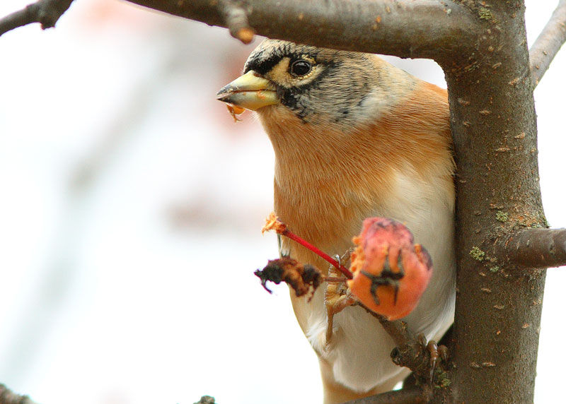 J�rripeippo Fringilla montifringilla