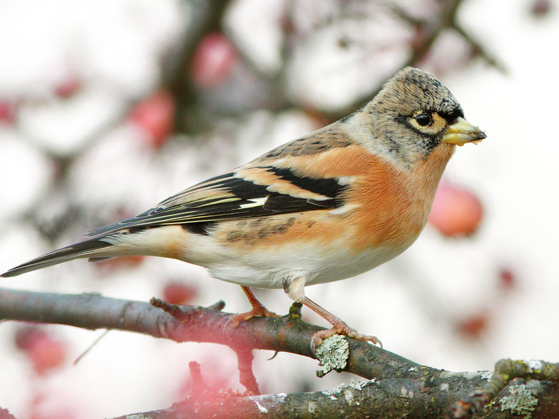 J�rripeippo Fringilla montifringilla