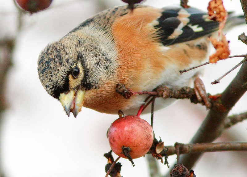 J�rripeippo Fringilla montifringilla