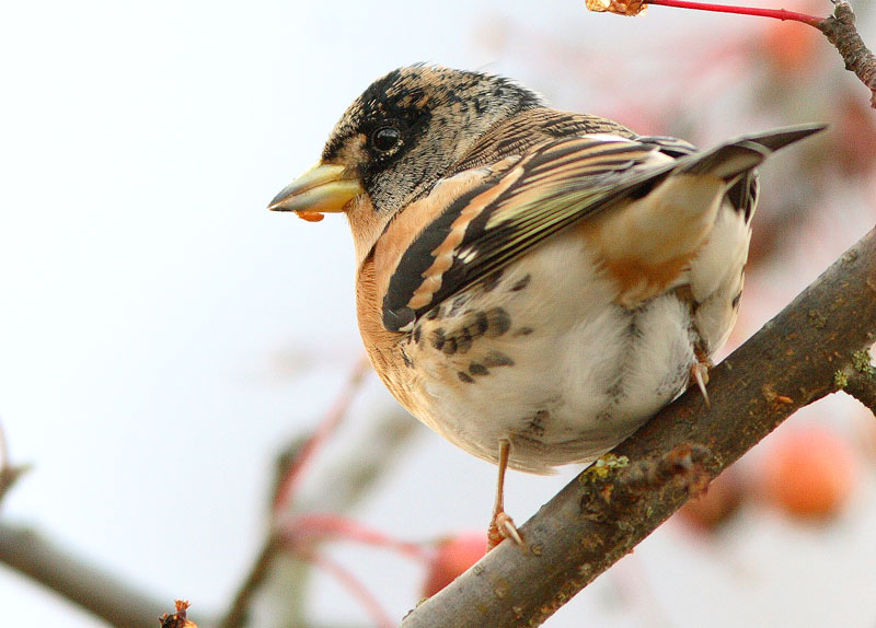 J�rripeippo Fringilla montifringilla