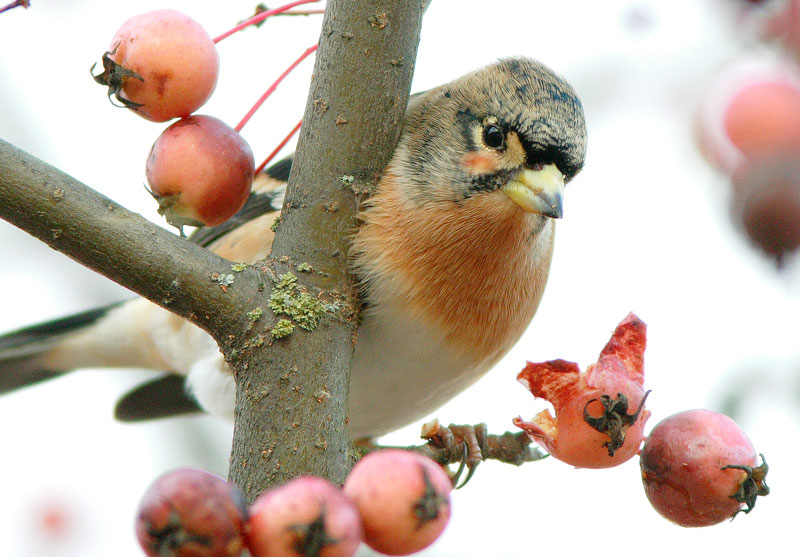 J�rripeippo Fringilla montifringilla