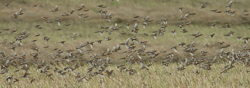 J�rripeippo Fringilla montifringilla