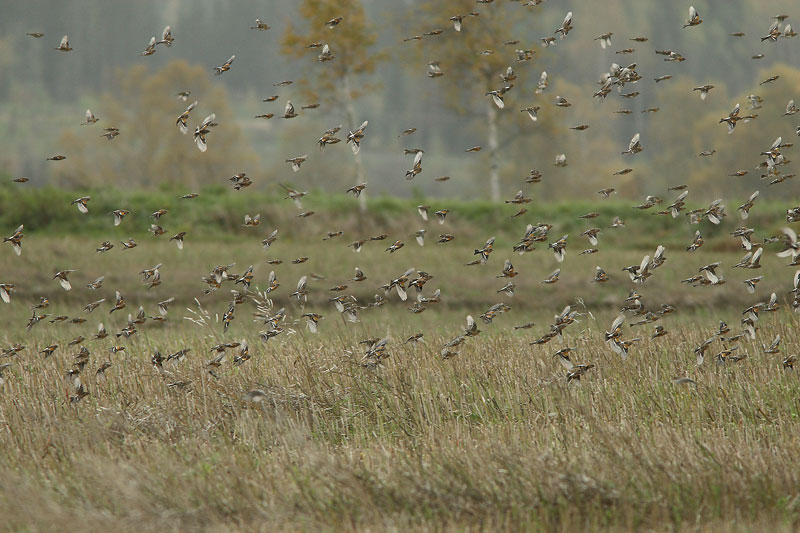 J�rripeippo Fringilla montifringilla