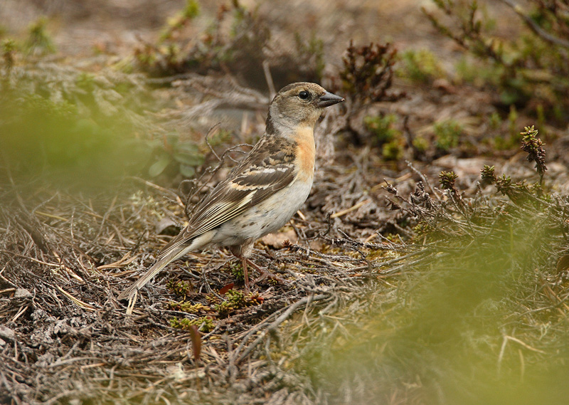 J�rripeippo (Fringilla montifringilla)
