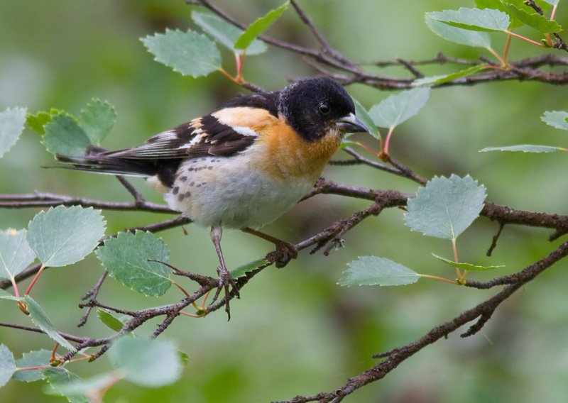 J�rripeippo (Fringilla montifringilla)