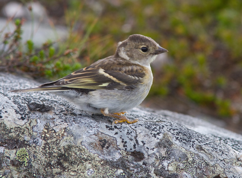 J�rripeippo (Fringilla montifringilla)