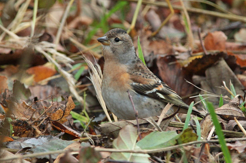 J�rripeippo (Fringilla montifringilla)
