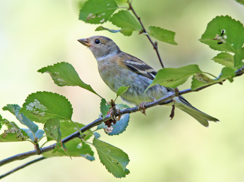 J�rripeippo (Fringilla montifringilla)