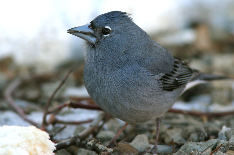 Kanarianpeippo Fringilla teydea