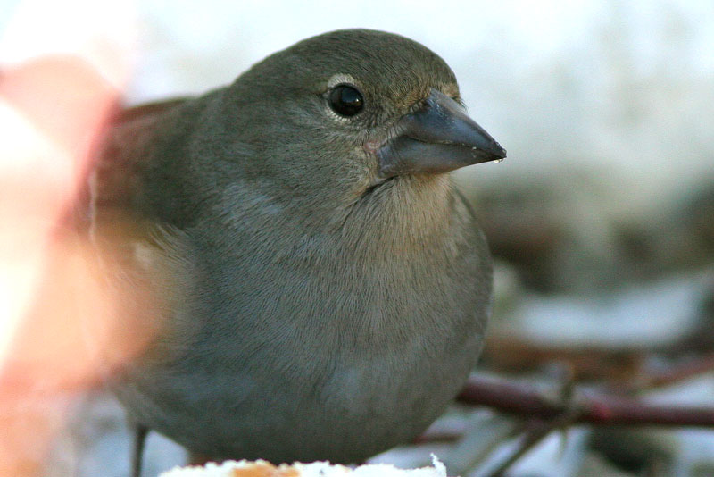 Kanarianpeippo Fringilla teydea