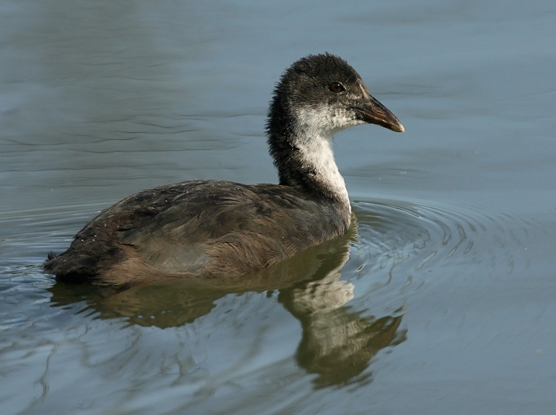 Nokikana, Eurasian Coot (Fulica atra)