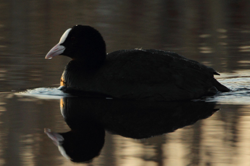 Nokikana, Eurasian Coot (Fulica atra)