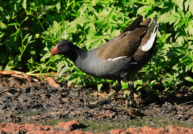 Liejukana, Moorhen (Gallinula chloropus)