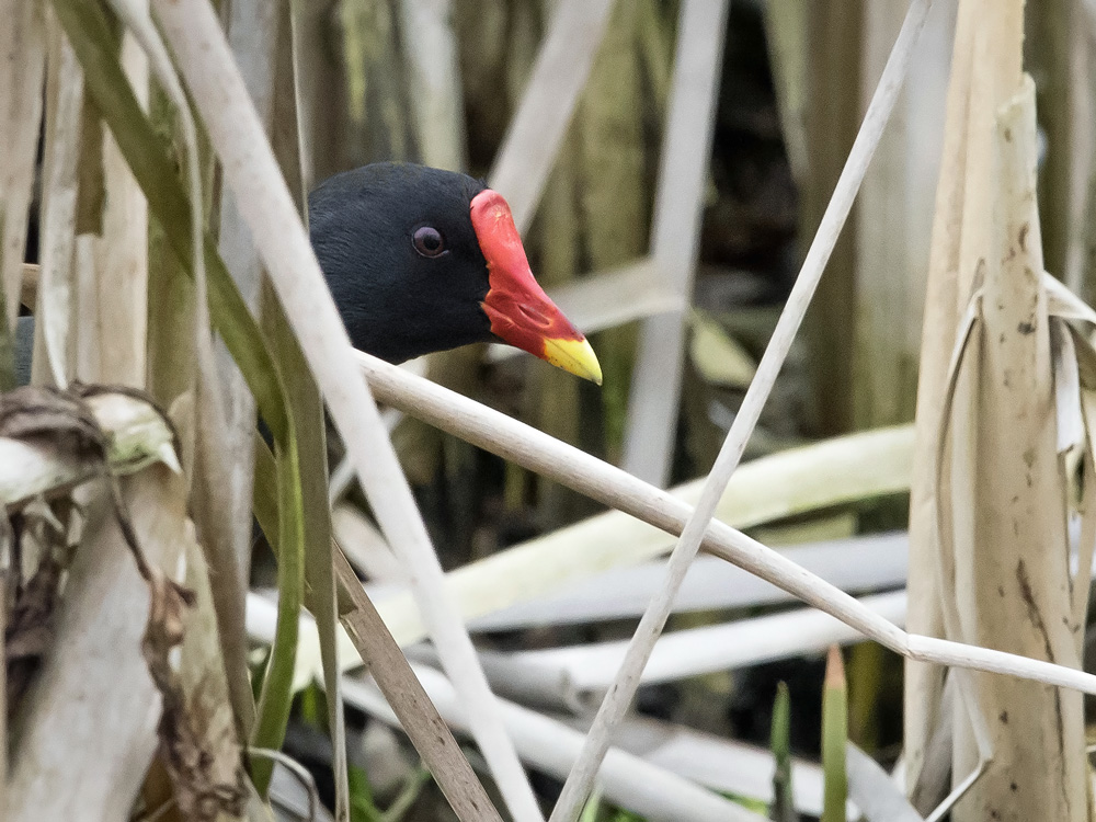 Liejukana, Moorhen (Gallinula chloropus)