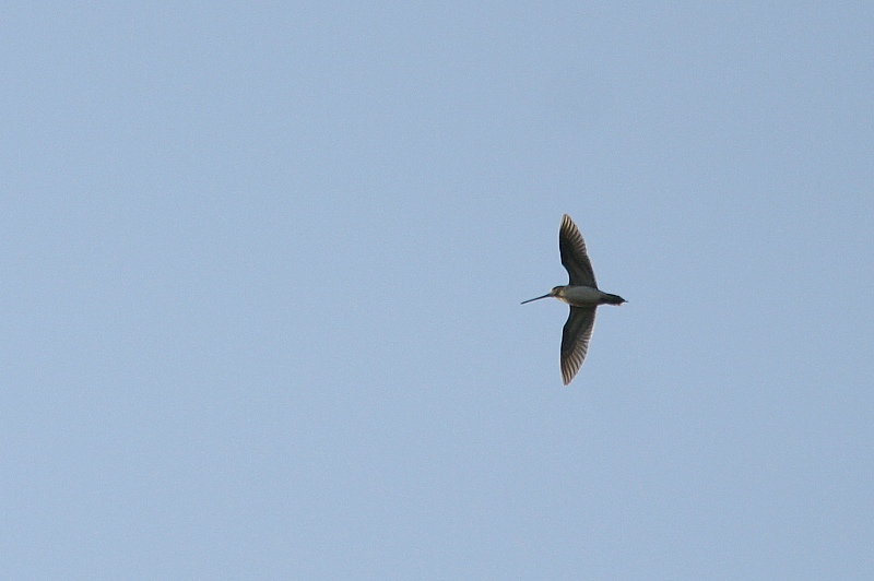 Taivaanvuohi, Snipe (Gallinago gallinago)
