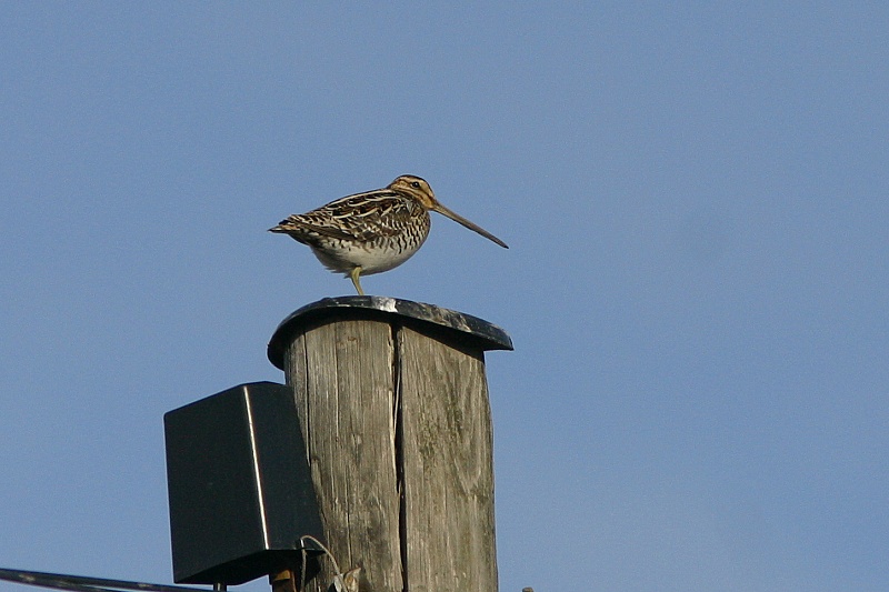 Taivaanvuohi, Snipe (Gallinago gallinago)