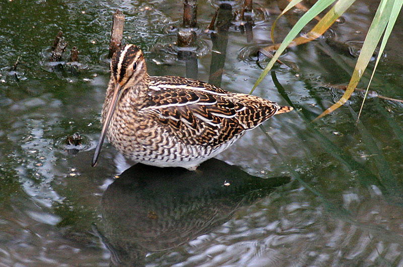 Taivaanvuohi, Snipe (Gallinago gallinago)
