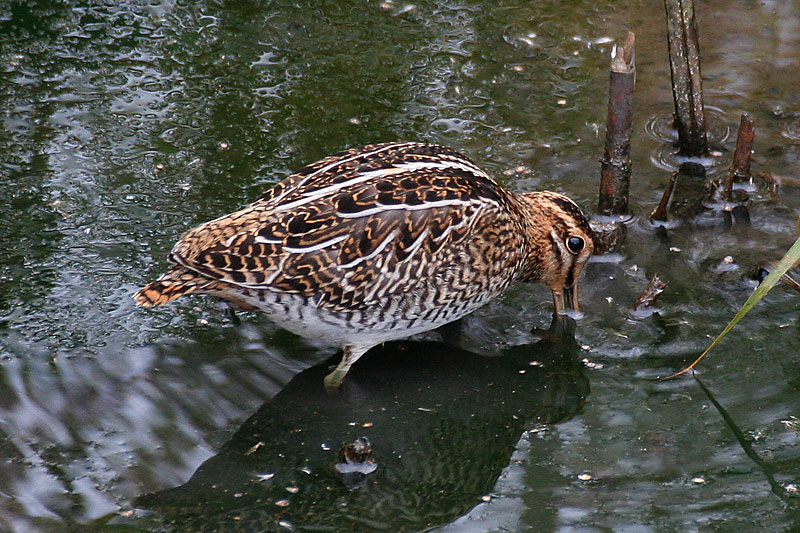 Taivaanvuohi, Snipe (Gallinago gallinago)