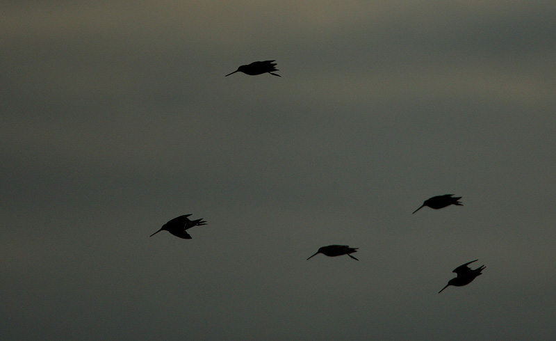 Taivaanvuohi, Snipe (Gallinago gallinago)