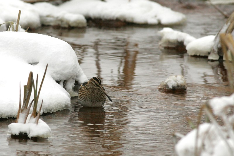 Taivaanvuohi, Snipe (Gallinago gallinago)