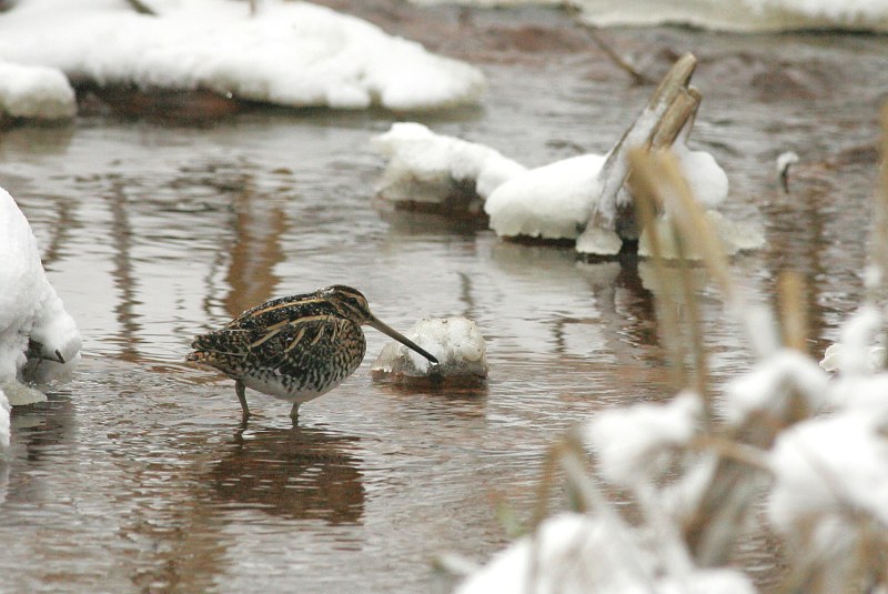 Taivaanvuohi, Snipe (Gallinago gallinago)
