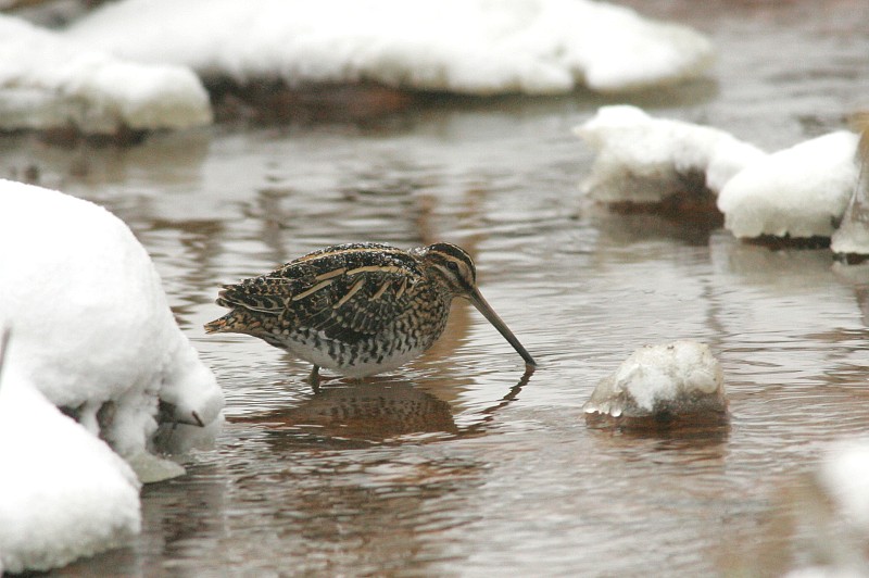 Taivaanvuohi, Snipe (Gallinago gallinago)