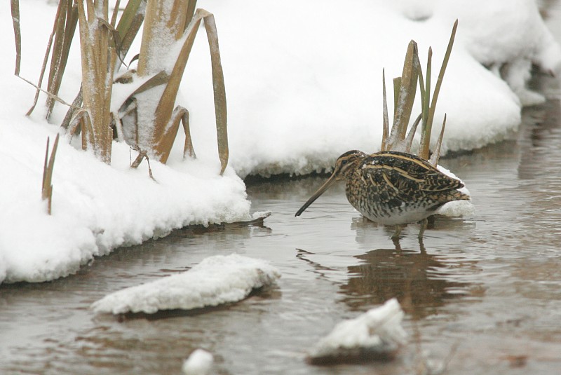 Taivaanvuohi, Snipe (Gallinago gallinago)