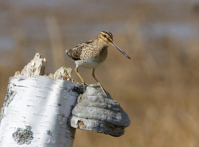 Taivaanvuohi, Snipe (Gallinago gallinago)