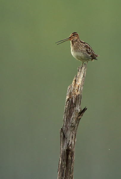 Taivaanvuohi, Snipe (Gallinago gallinago)