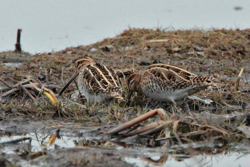 Taivaanvuohi, Snipe (Gallinago gallinago)